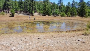 Picture of scientists gathering samples on the far side of a pond