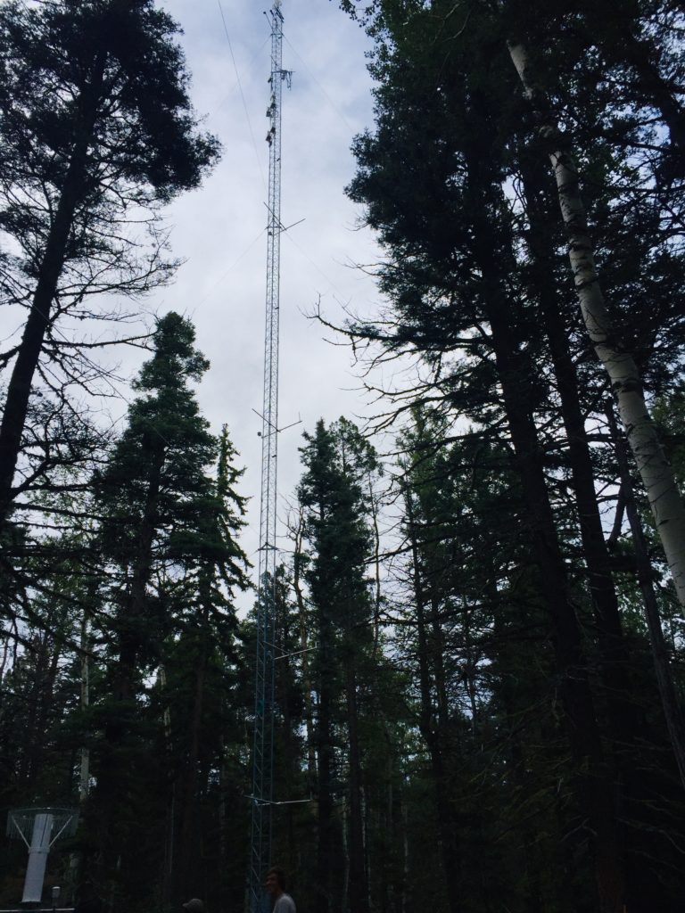 Picture of flux tower in Ponderosa Pine forest