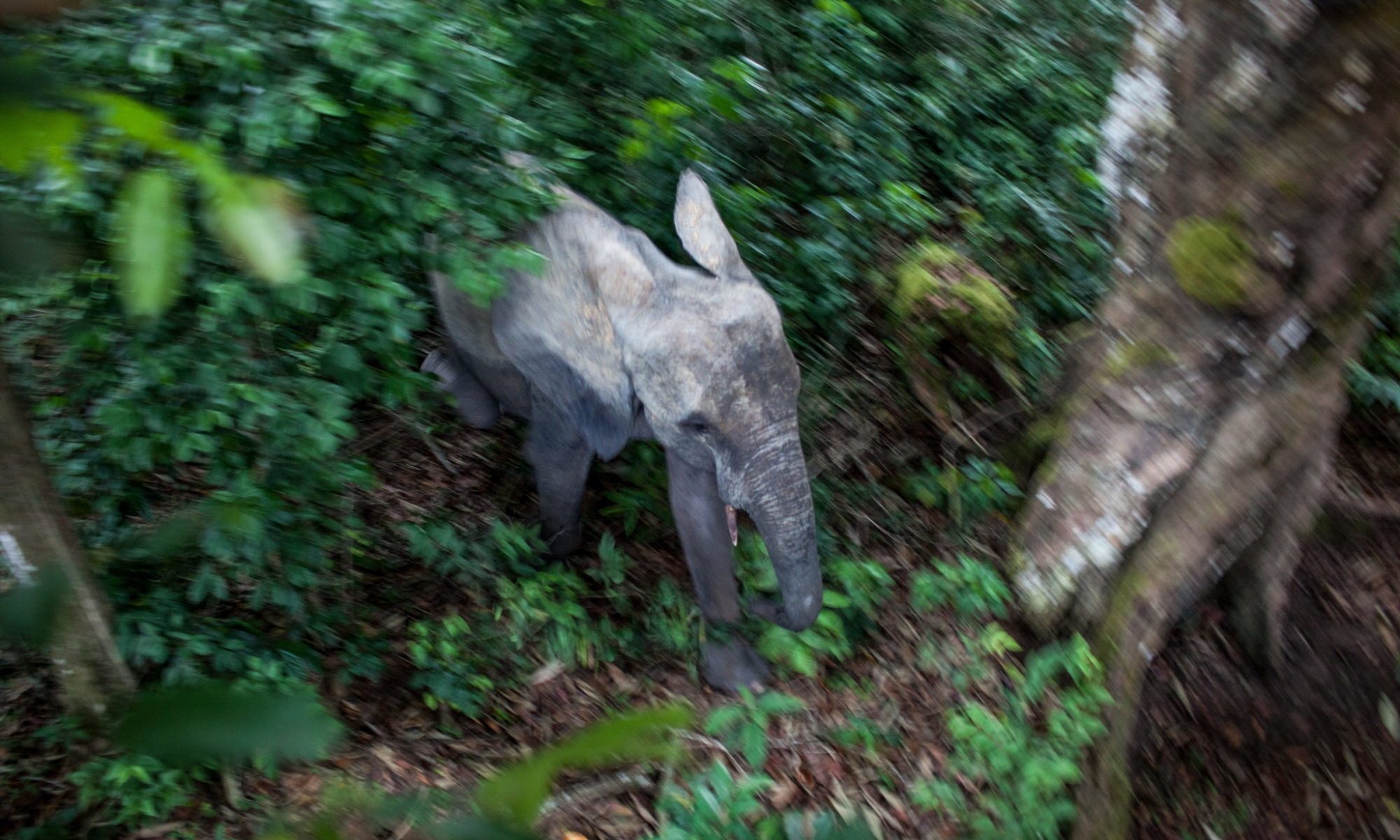 Picture of elephant in Congolese forest