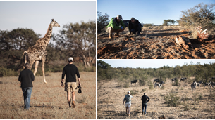 Three images. Left image shows two people walking toward a giraffe. Right top image shows two people kneeling and looking at something on the ground. Right bottom image shows two people walking toward animals