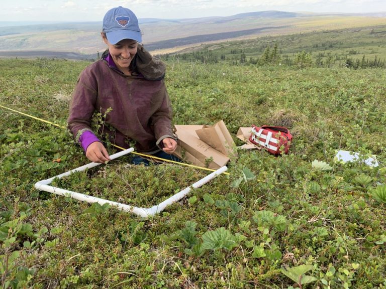Graduate student conducts field work tundra