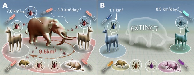 Conceptual diagram of pathogen disbursal
