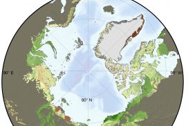 Summer warming is turning the Arctic greener