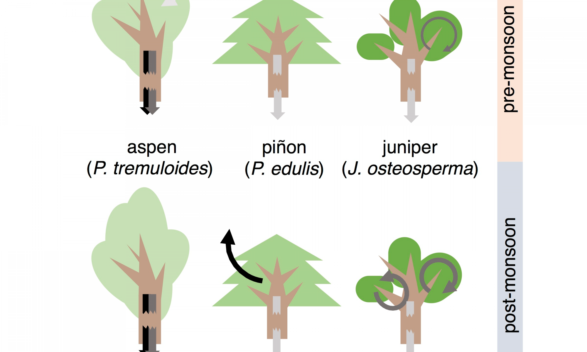 Cartoon showing three different tree species and their responses to precipitation