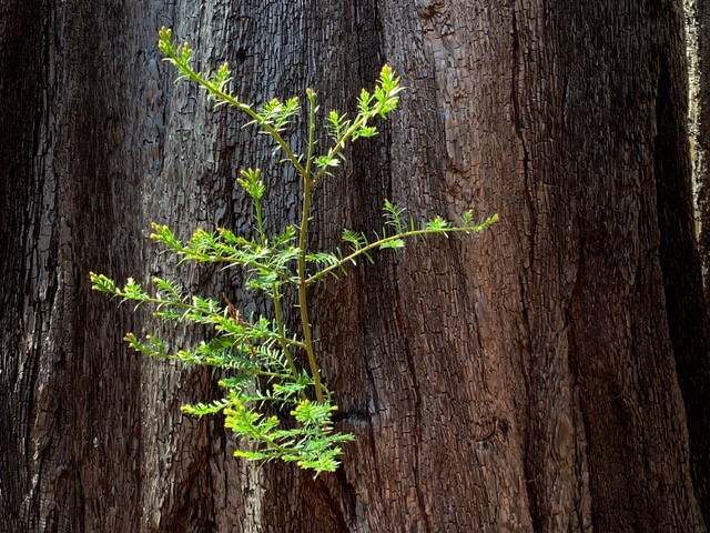 Sprouting foliage on redwood tree trunk