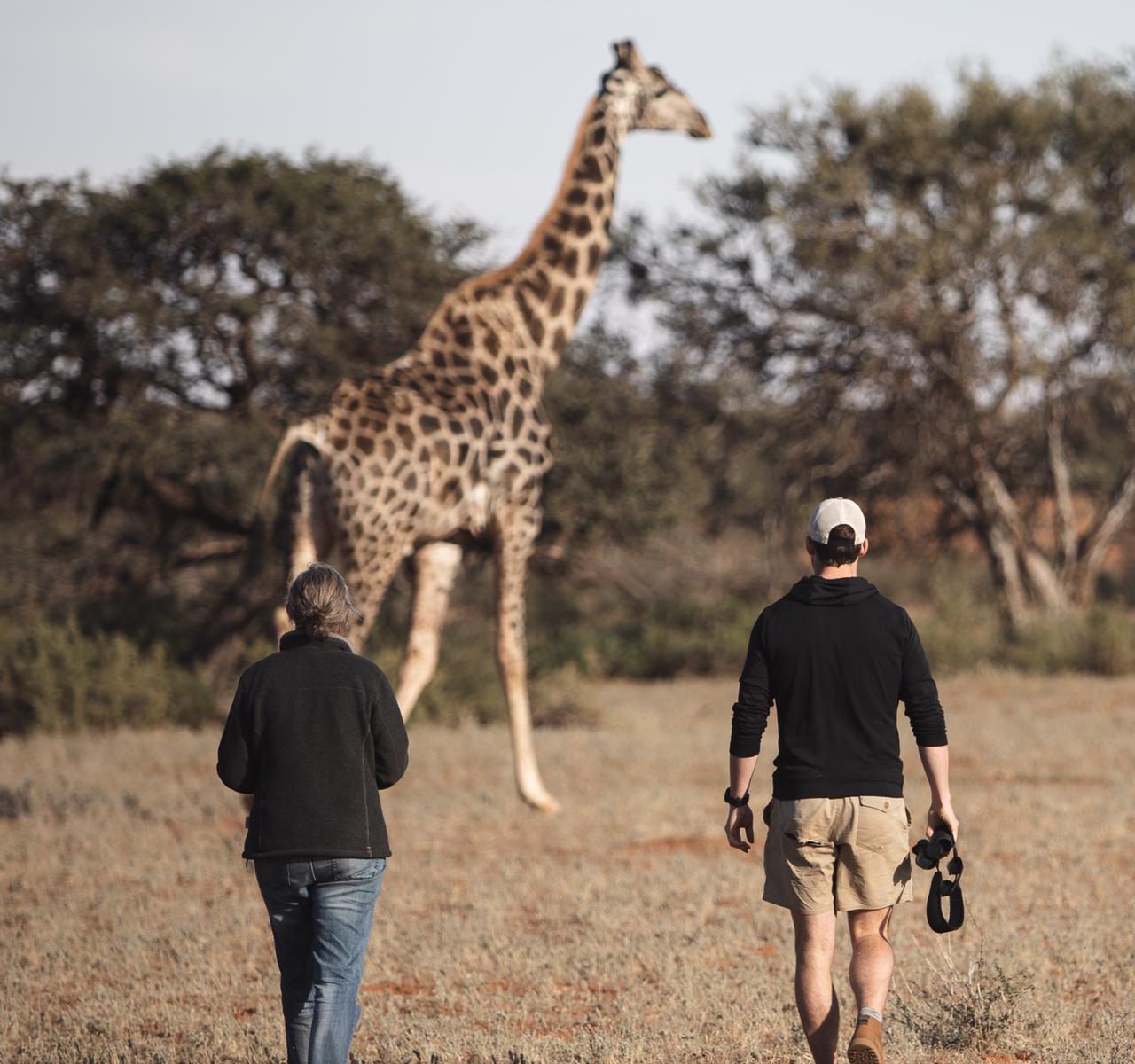 Two people walking toward a giraffe