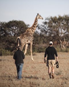 Two people walking toward a giraffe