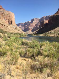 Colorado River through Grand Canyon with riparian vegetation in the foreground